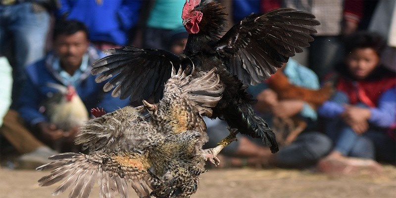 Các bài tập cho gà đá